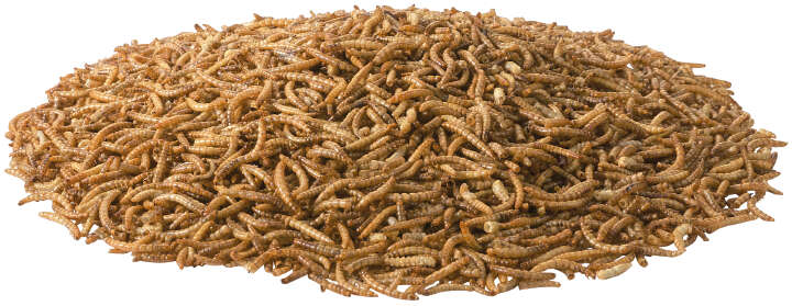 Golddott Mehlwürmer, getrocknet